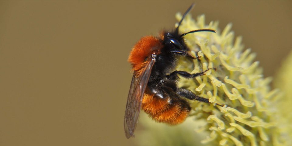 Bee Foundation bij op bloem